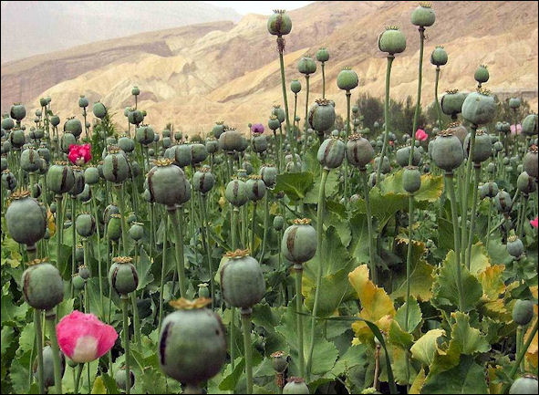 20120528-opium Afghanistan_16.jpg